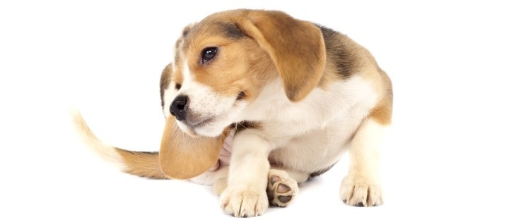 Hypoallergenic Dog Food: 3 Ways it Helps Your Dog’s Food Allergies