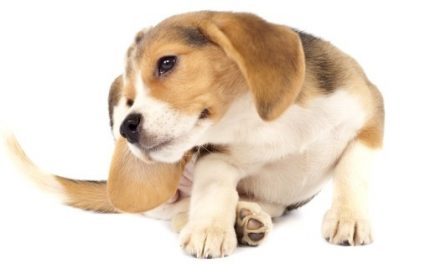 Hypoallergenic Dog Food: 3 Ways it Helps Your Dog’s Food Allergies